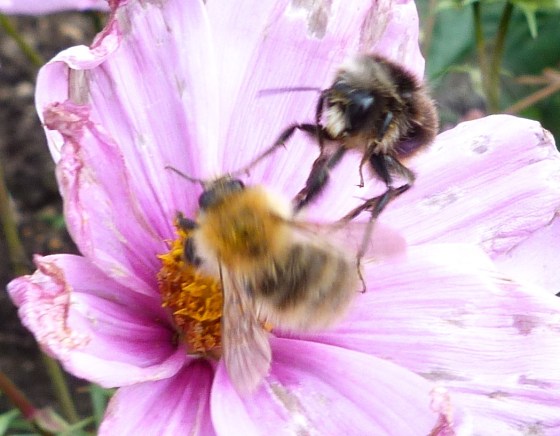 Bees in Dorset Summer's End 7