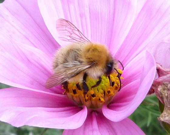 Bees in Dorset Summer's End 8
