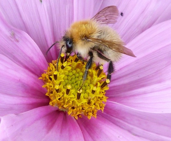 Bees in Dorset Summer's End 9
