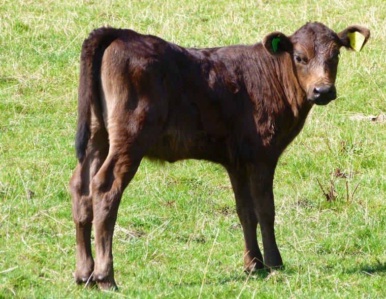 Cattle on Dartmoor 2