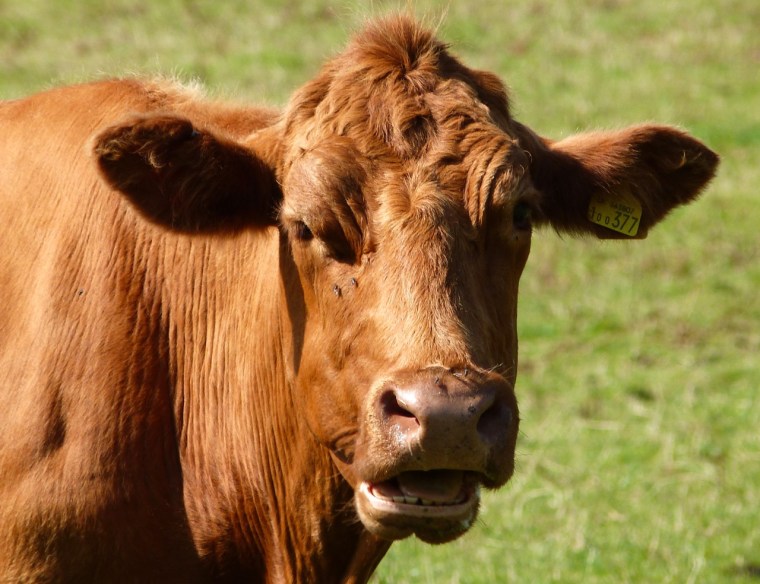 Cattle on Dartmoor 5