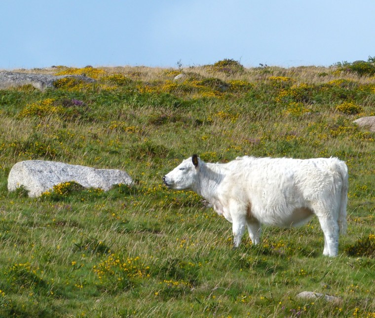 Cattle on Dartmoor 6