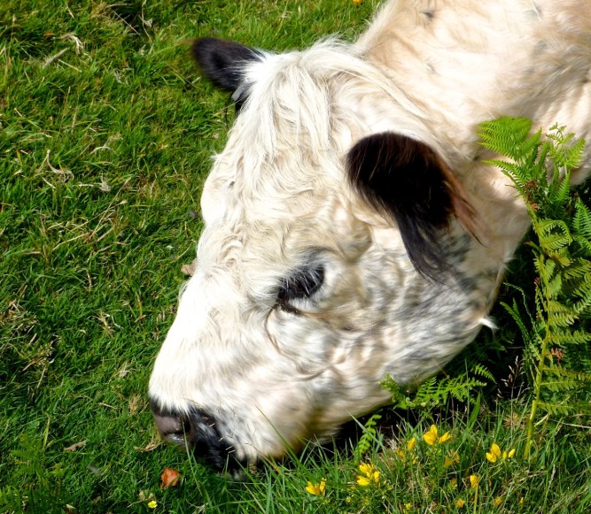 Dartmoor Cows Cattle on Dartmoor 7