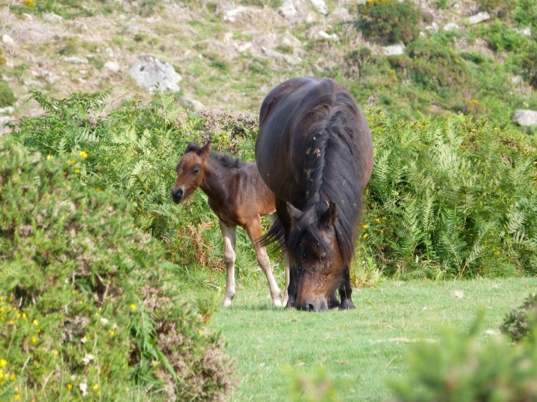 Dartmoor Ponies 5