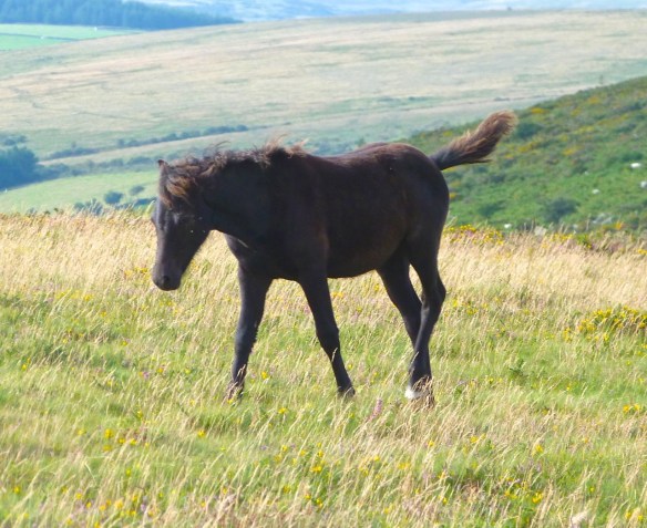 Dartmoor Ponies 6