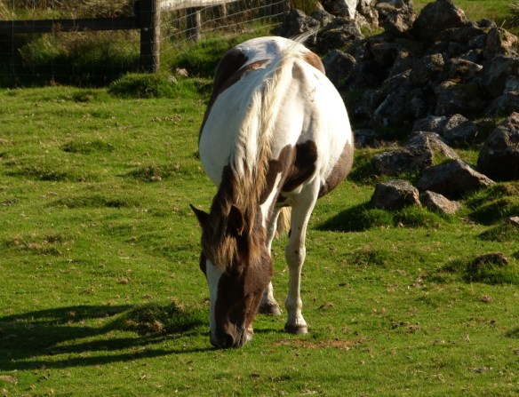 Dartmoor Ponies 8