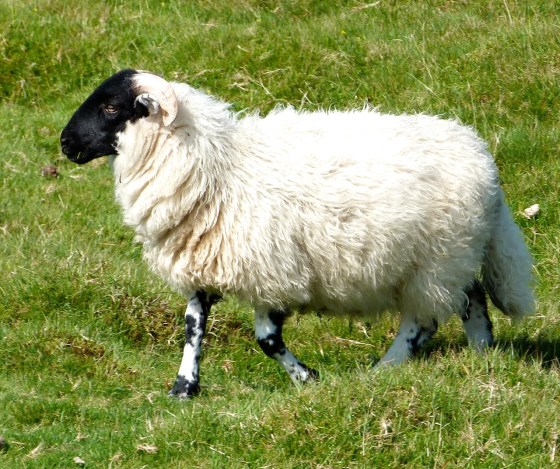 Dartmoor Sheep 4