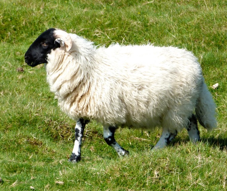 Dartmoor Sheep 4