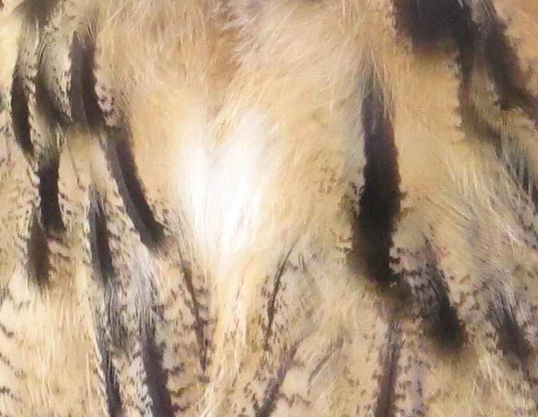 Eagle Owl 4