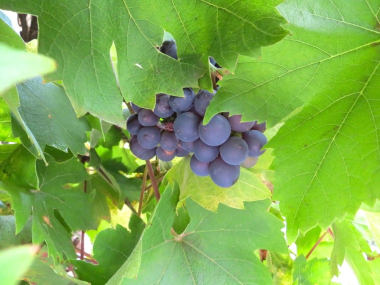 Grape Harvest, London 10