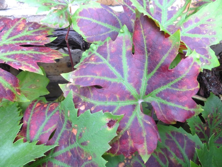 Grape Harvest, London 11