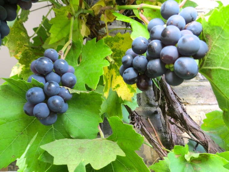 Grape Harvest, London 13