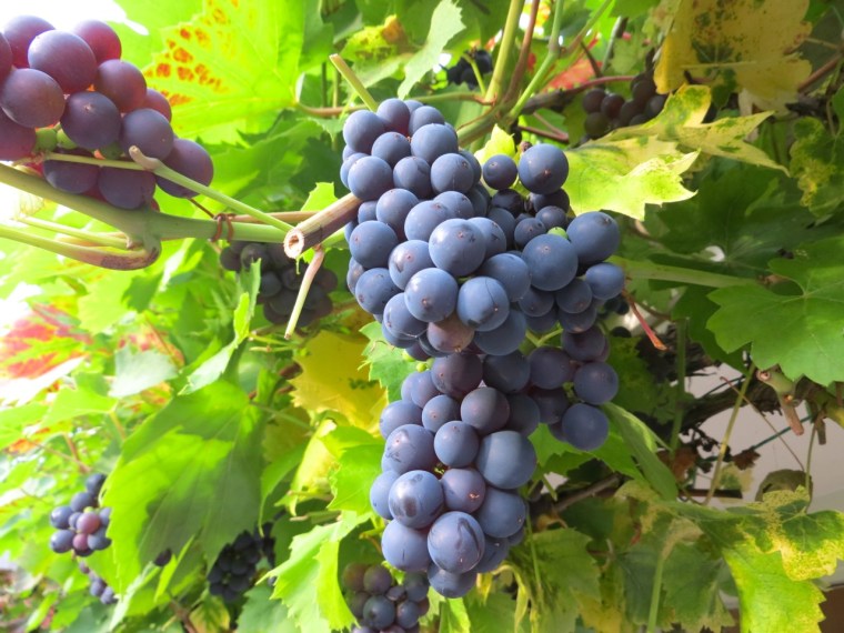 Grape Harvest, London 4