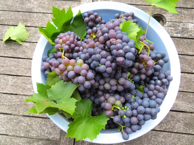 Grape Harvest, London 6