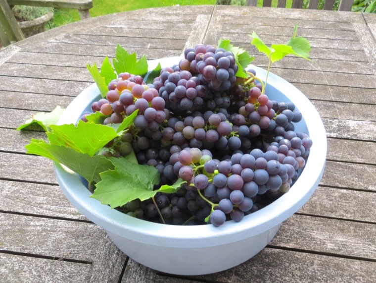 Grape Harvest, London 7