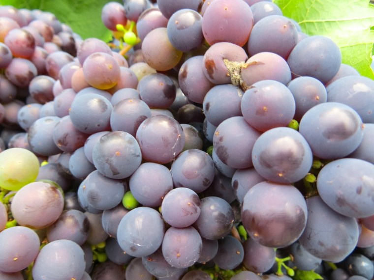Grape Harvest, London 8