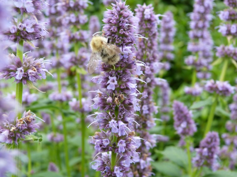 Hyssop with Bee, Dorset