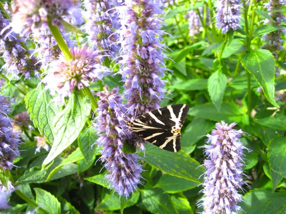 Jersey Tiger Moth Dorset 1