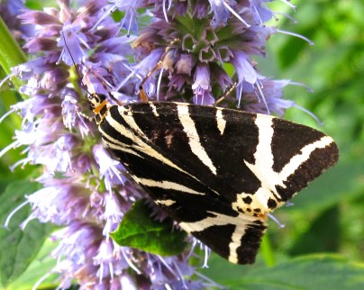 Jersey Tiger Moth Dorset 2
