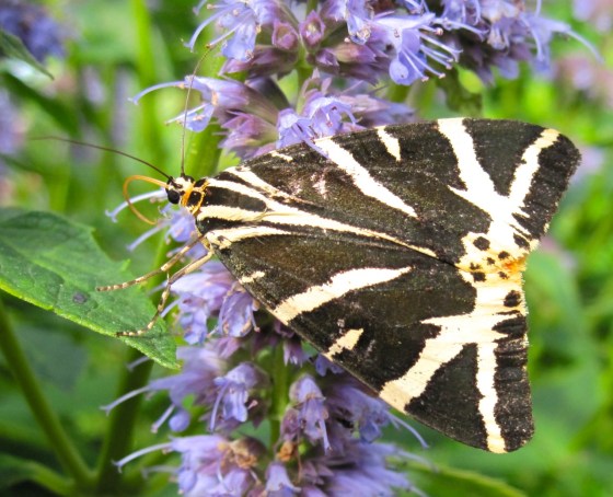 Jersey Tiger Moth Dorset 3
