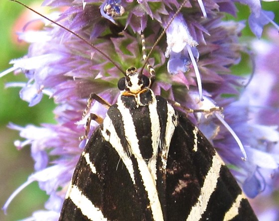 Jersey Tiger Moth Dorset 4