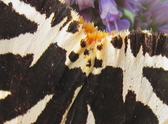 Jersey Tiger Moth Dorset 5