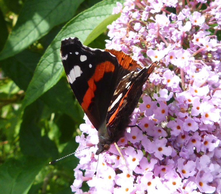 Red Admiral Butterfly on Buddleia, Dartmoor 1
