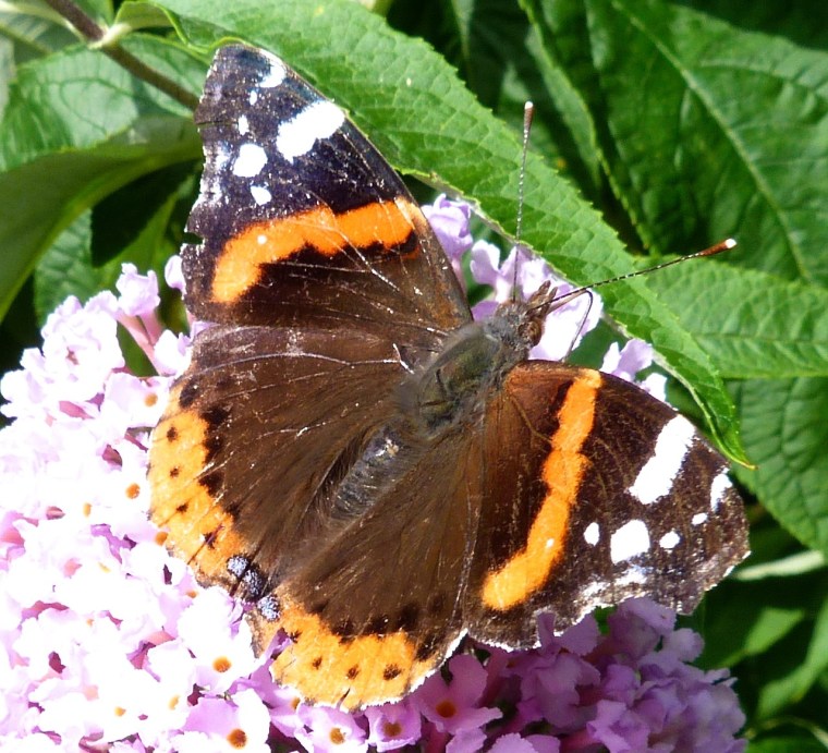 Red Admiral Butterfly on Buddleia, Dartmoor 2
