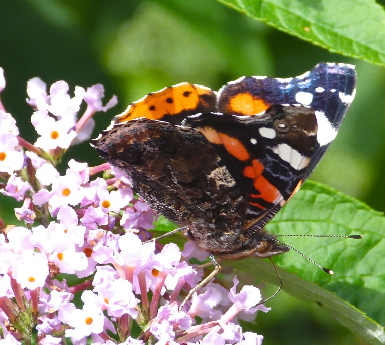 Red Admiral Butterfly on Buddleia, Dartmoor 6