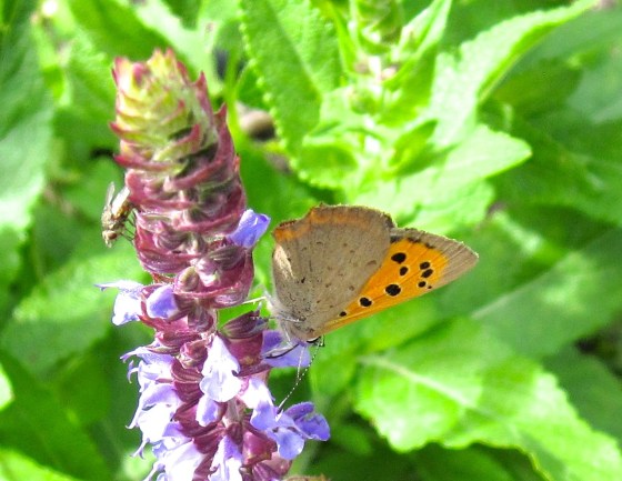 Small Copper Butterfly, Dorset 1