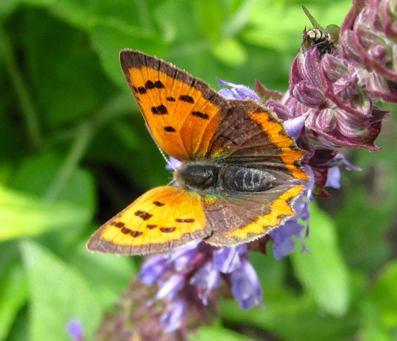 Small Copper Butterfly, Dorset 2