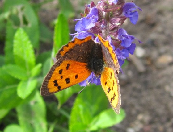 Small Copper Butterfly, Dorset 5