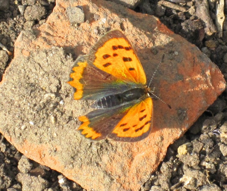 Small Copper Butterfly, Dorset 6