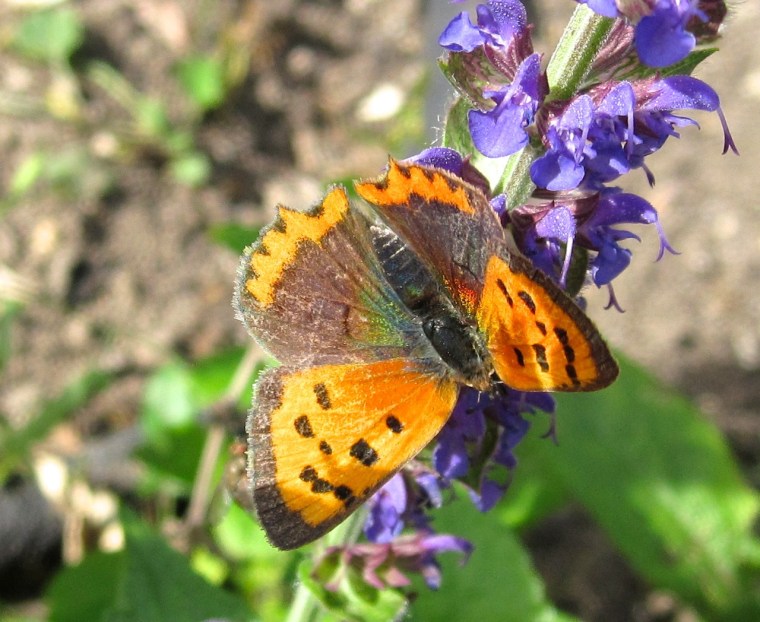 Small Copper Butterfly, Dorset 7