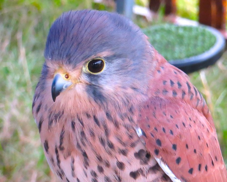 Kestrel Study, Dorset 1