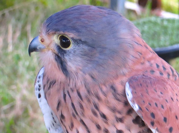 Kestrel Study, Dorset 2