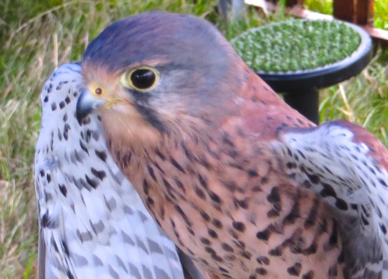 Kestrel Study, Dorset 3