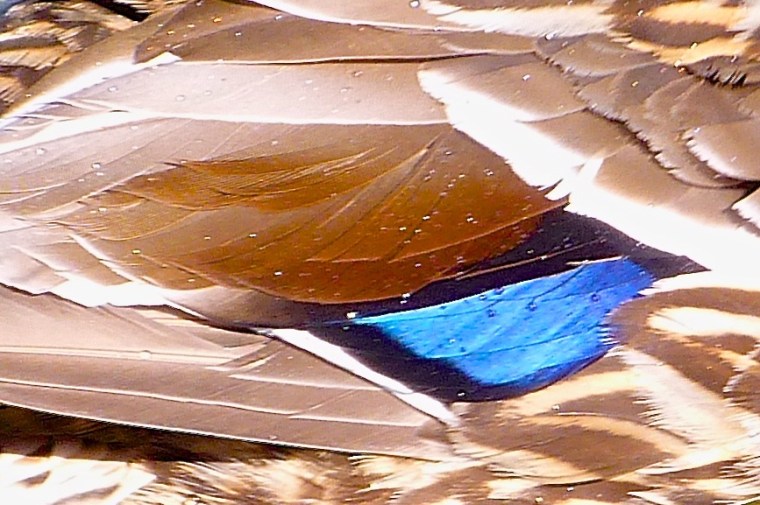 Mallard (female) Prospect Park, Brooklyn 2