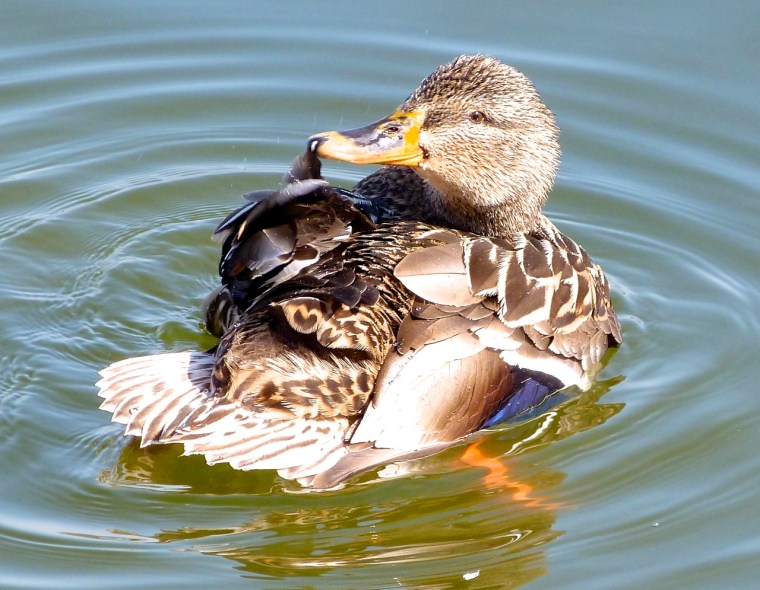 Mallard (female) Prospect Park, Brooklyn 4
