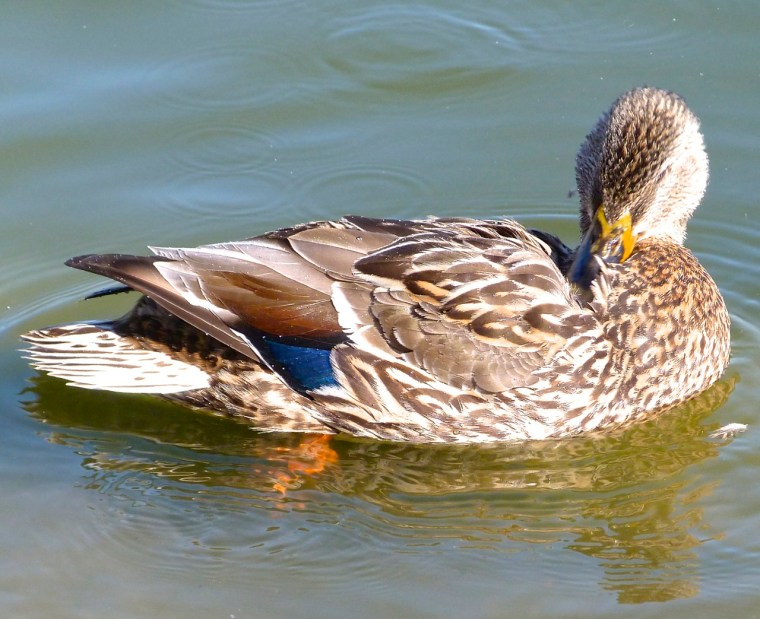 Mallard (female) Prospect Park, Brooklyn 5