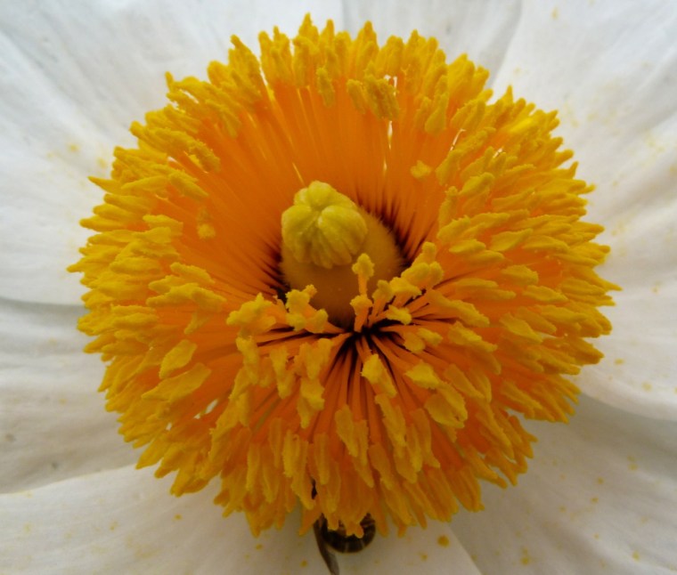 Small Bees at Oxburgh 1