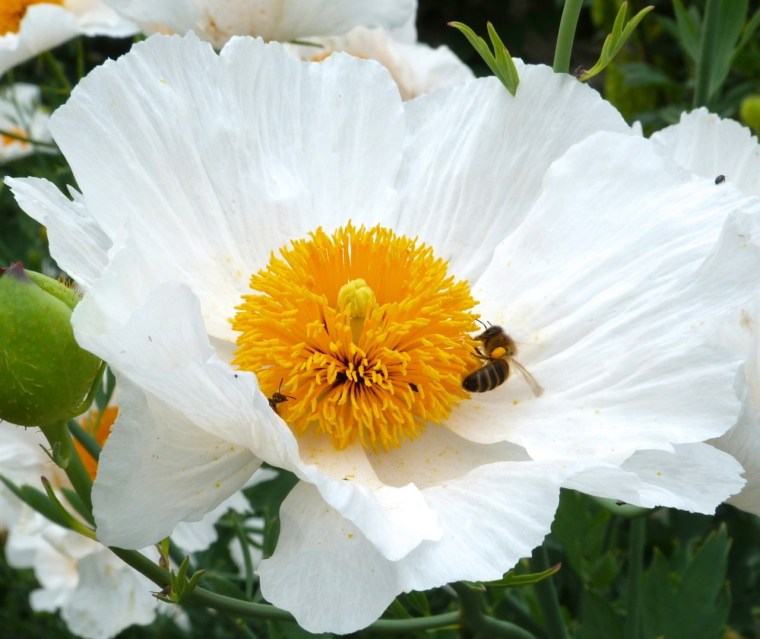 Small Bees at Oxburgh 2