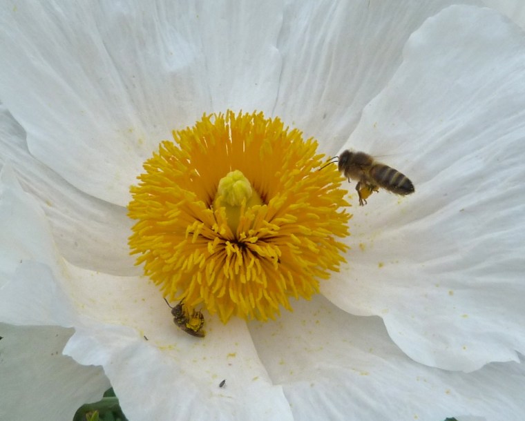 Small Bees at Oxburgh 5