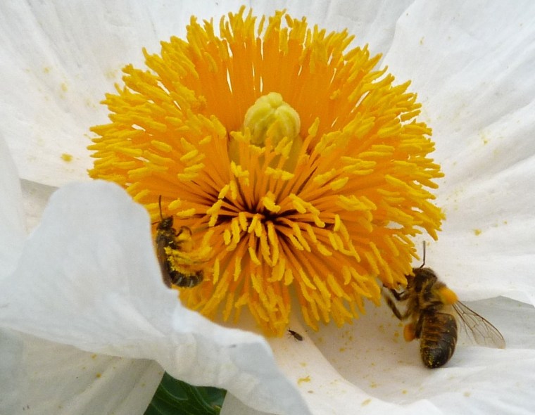 Small Bees at Oxburgh 7