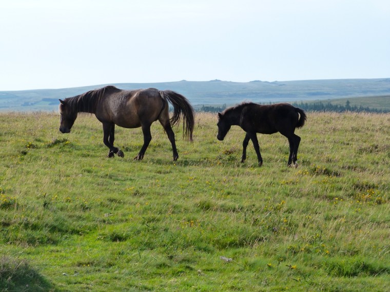 Dartmoor - Dartmeet Walk 6