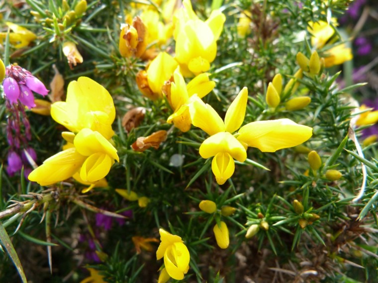 Dartmoor - Gorse
