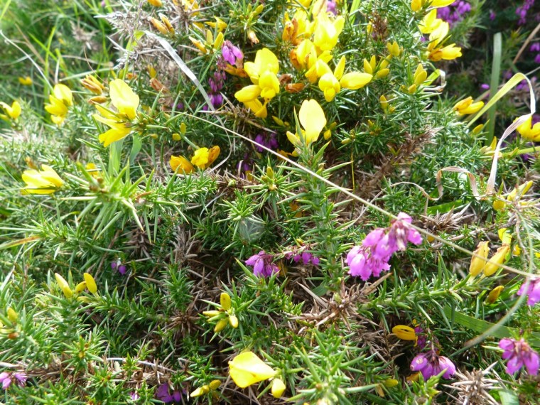 Dartmoor - Heather & Gorse