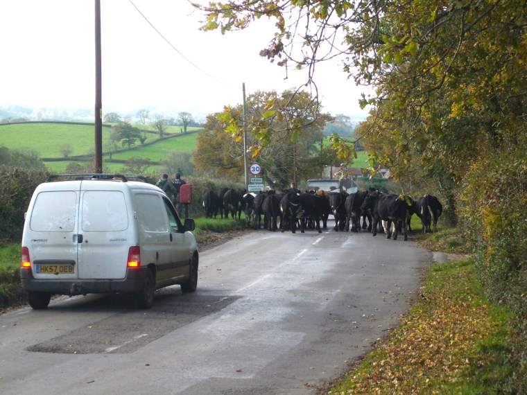 Dorset Cow Drive 1