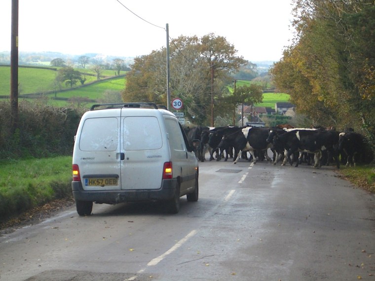 Dorset Cow Drive 2