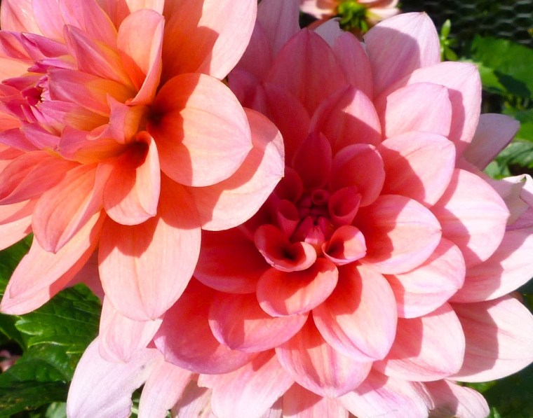 Dorset Dahlia 5